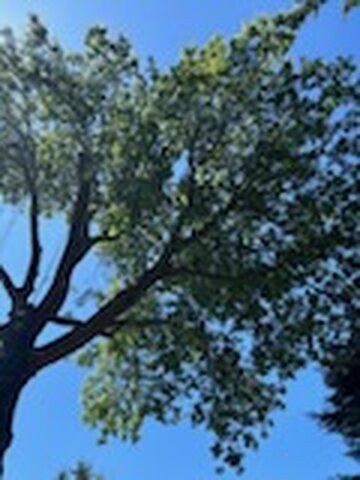 Healthy leafy tree canopy after pruning