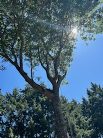 Healthy canopy after pruning, sun through leaves
