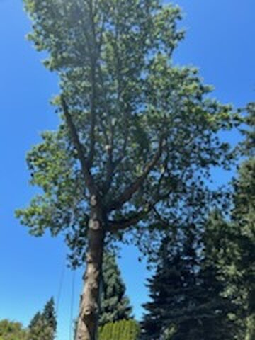 Tall mature tree before pruning in Battle Ground, WA