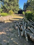 Cleared property with stacked logs