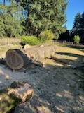 Sectioned trunk pieces from a recent removal