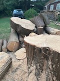 Fresh-cut log cross section